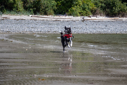 Dog wearing a lifejacket playing in the water