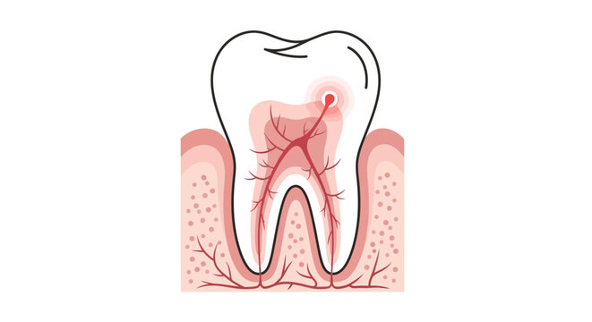 Anatomy of a tooth with pulp.