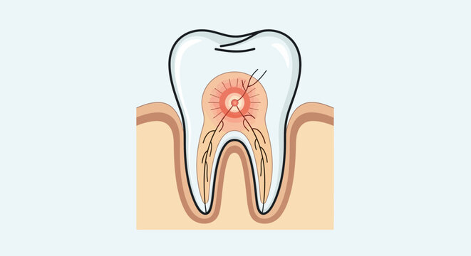 Anatomy of a tooth with pulp.