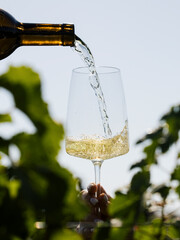 Fototapeta premium Pouring White Wine Into Glass in Vineyard During Golden Hour Wine Tasting