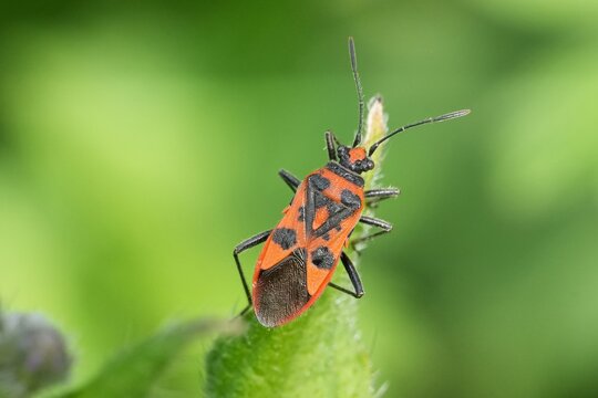 Closeup on a vibrant red cinnamon bug, Corizus hyoscyami, also known as black and red squash bug , against a green blurred background