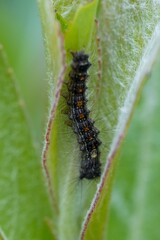 Obraz premium Closeup on the larvae of the North American or European gypsy moth, Lymantria dispar feeding on Willow in the garden