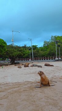 Fat sea lions move funnily by the ground. Galapagos sea lions resting on the sand. Isabel Island, Galapagos. Vertical video.