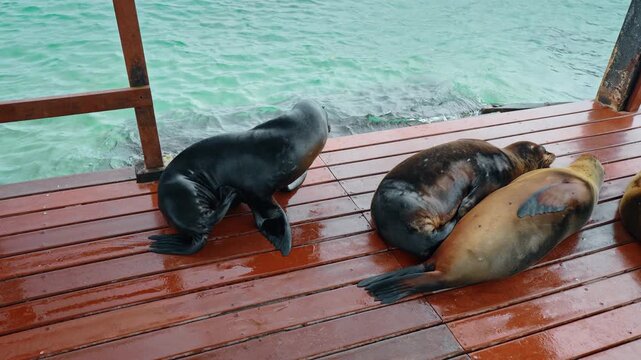 Fat wet Galapagos sea lions on the wooden pier. Lazy mammals resting on the shore.