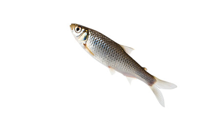 Naklejka premium Freshwater fish with silver scales and white fins swimming alone isolated on transparent background transparent background