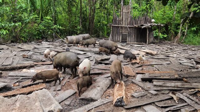 Domesticated pigs eating sago in the jungle, Mentawai islands, Indonesia