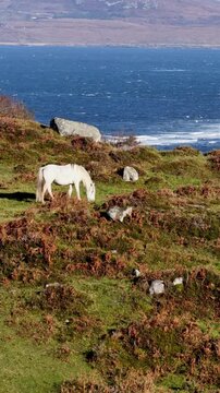 White horse on a hill in Ireland