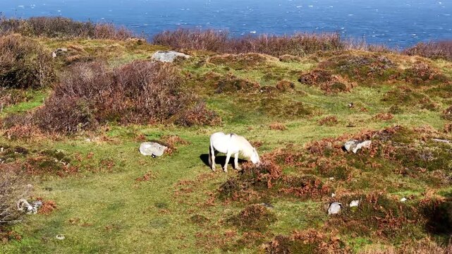 White horse on a hill in Ireland