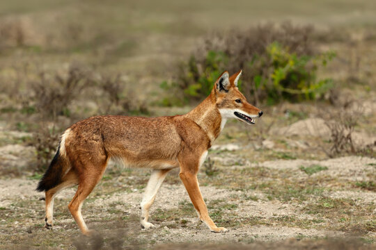 Rare endangered Ethiopian wolf standing in high-altitude grasslands of Ethiopian Highlands