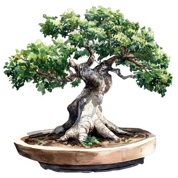 watercolor of African Baobab Bonsai painting, isolated on a white background.