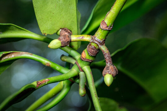The fruit of the mangrove tree Rhizophora mucronata
