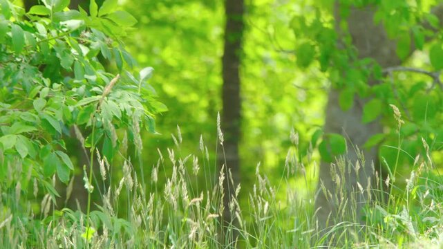 風に揺れる草