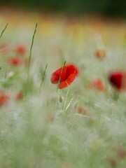 Naklejka premium Field of red poppies and green grass