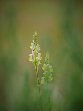 Two slender stalks of toadflax flowers (Linaria vulgaris) with white and yellow blooms in a field