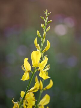 Yellow Spanish Broom Flowers (Spartium junceum) in Bloom