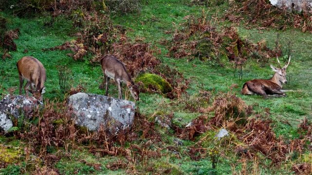 Group of red deer resting during the rut in County Donegal, Ireland