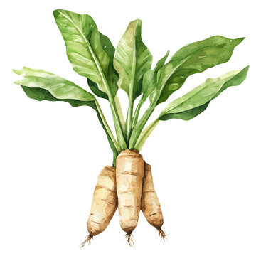 Arrowroot, watercolor vector depicting playful antics, isolated on a white background.