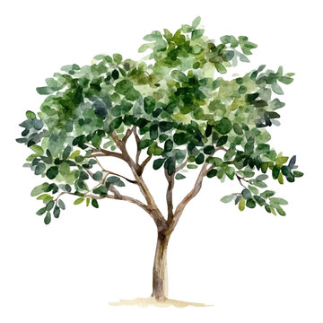Balsa Tree, watercolor vector depicting playful antics, isolated on a white background.