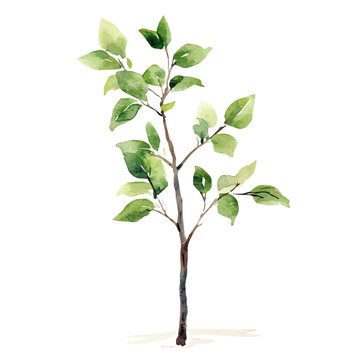 Balsa Sapling, watercolor clipart showing delicate textures and whimsical forms, isolated on a white background.