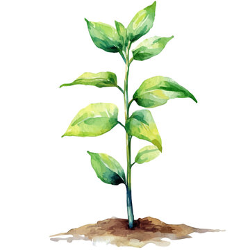 watercolor of Balsa Sapling draw graphic, isolated on a white background.
