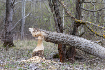 Factual view of a tree trunk felled by a beaver with a pile of wood chips on the ground in a woodland environment with copy space. © Pavlo