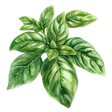 watercolor of Basil painting, isolated on a white background.