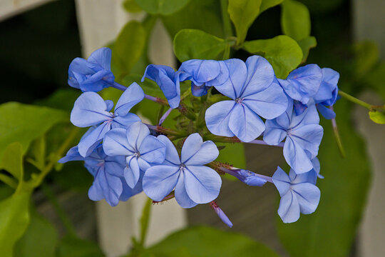 Closeup of the blue flowers of Cape leadwort - Plumbago auriculata 
