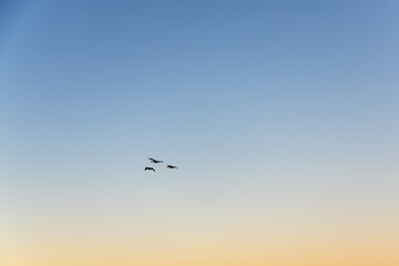 Obraz premium Canadian geese flying in clear sunset sky