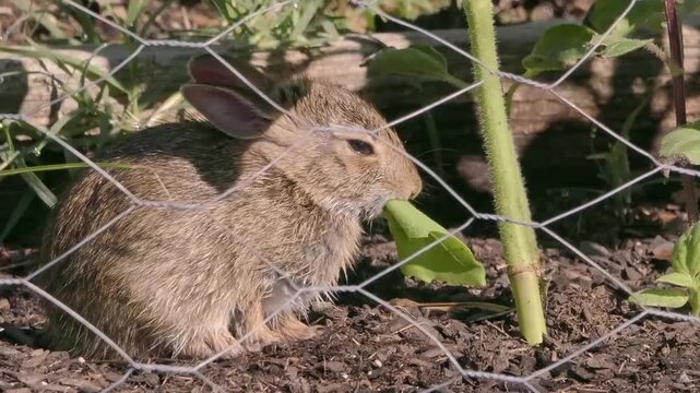 Baby cottontail bunny rabbit eating farmers' plants through chicken wire