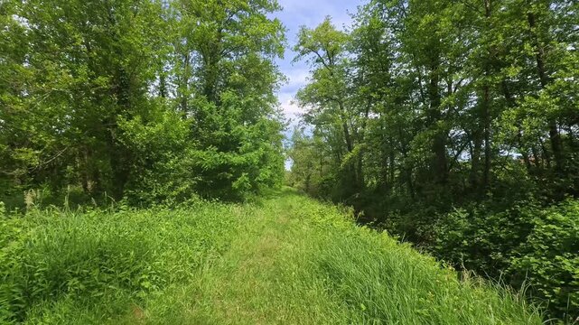Peaceful Forest Landscape With Trees in Natural Daylight, Morimondo, Italy - STEADY VIDEO - NO AUDIO