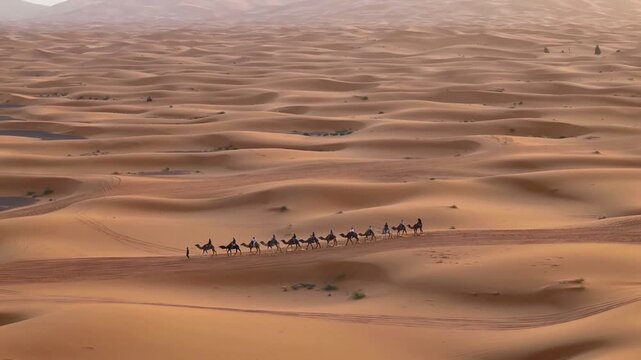 Camels caravan in Sahara desert in Merzouga Morocco at sunrise