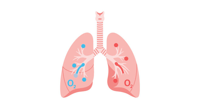 Human Lungs Anatomy Illustration: Oxygen Inhalation and Gas Exchange