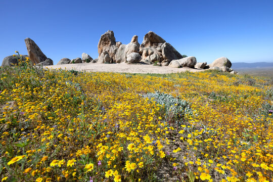 Eagle Rock with yellow wildflowers during superbloom in Warner Springs, California
