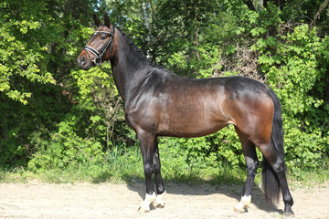 Beautiful Young Dressage Sport Horse Dark Bay Mare on Green Background © acceptfoto