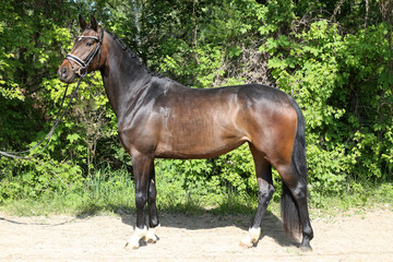 Beautiful Young Dressage Sport Horse Dark Bay Mare on Green Background © acceptfoto