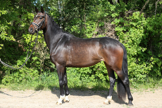 Beautiful Young Dressage Sport Horse Dark Bay Mare on Green Background