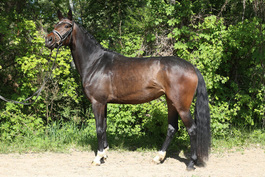 Beautiful Young Dressage Sport Horse Dark Bay Mare on Green Background