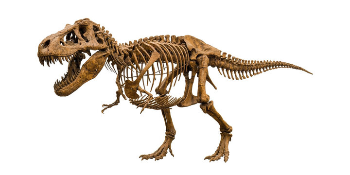 Complete tyrannosaurus rex skeleton fossil displaying aggressive roaring posture for paleontology exhibition on transparent background