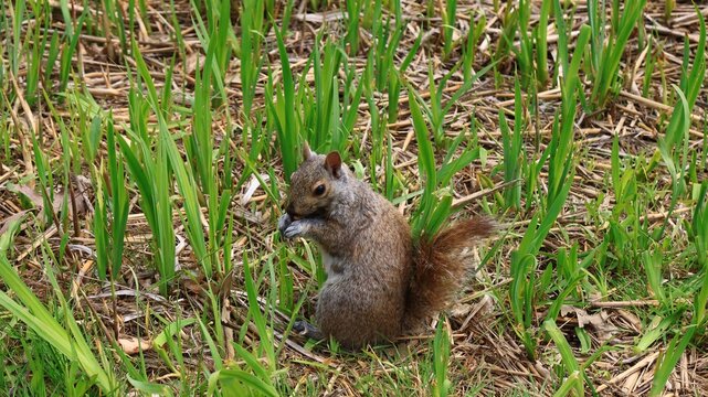 Wild Gray Squirrel Standing on Grass in Early Spring