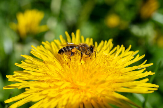 Macro shot of a honeybee collecting pollen on a bright yellow dandelion flower. Detailed close-up of insect pollinating in spring nature on a soft green bokeh background, selective focus