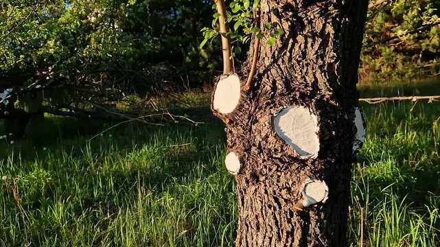 Tree trunk after sanitary pruning with treated cut areas. Close-up of tree trunk with rough textured bark. Cut areas are carefully painted with white paint to protect against pests, fungi and diseases