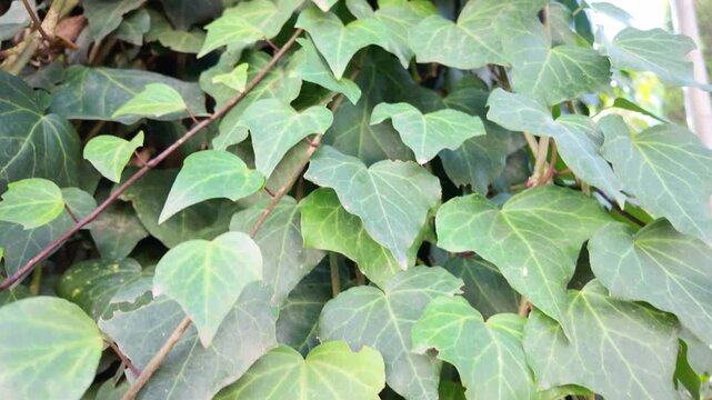 ​Beautiful green ivy foliage texture background with climbing vine stems and detailed leaf veins pattern.