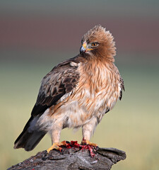 Fototapeta premium a powerful booted eagle in freedom in the field