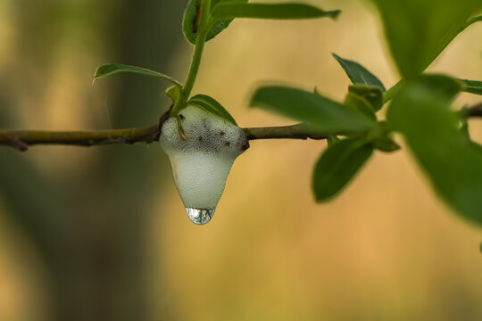 Foamy cuckoo spit created by froghopper larvae on green plant stem. Detailed macro photo showing natural insect activity and protective foam structure outdoors