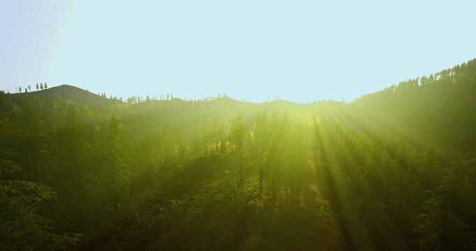sunlit clearing at sunrise ideal for meditation and yoga retreat with soft rays filtering through pines, tranquil mood, gentle glow and breathable outdoor
