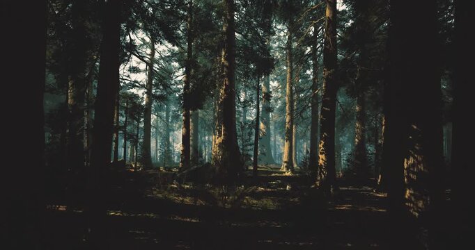 sunny pine forest perfect for hiking, clear trails and warm patches of light across mossy floor, active outdoor tone for adventure, fitness and travel content