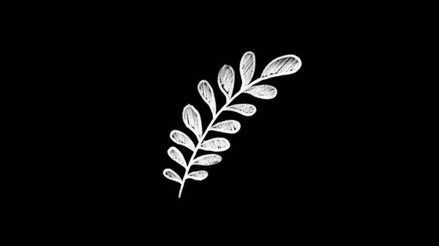 White sprout drawn with chalk, animation, transparent background