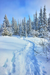 Fototapeta premium Snow Covered Trail Winding Through Winter Forest With Tall Evergreens