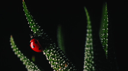 Macro of a red ladybug on green succulent leaves. High-quality photography with dramatic lighting on a black background. Ideal for nature lovers and digital art © AHMED BADAWY