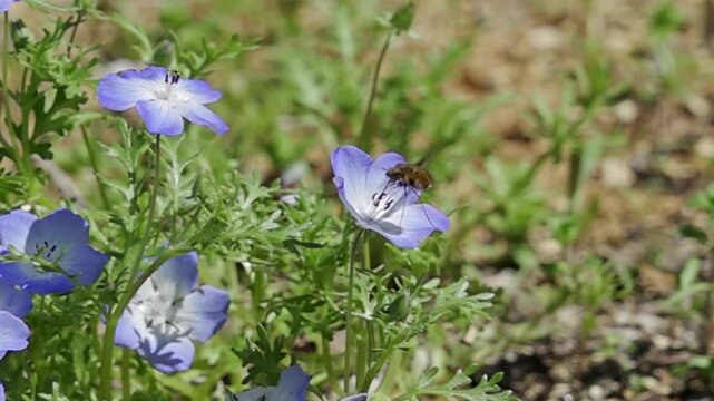 Super slow motion (960fps) of a Greater Bee Fly (Bombylius major) pollinating a Nemophila flower in spring.